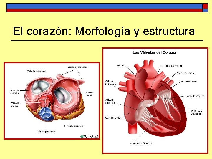 El corazón: Morfología y estructura 