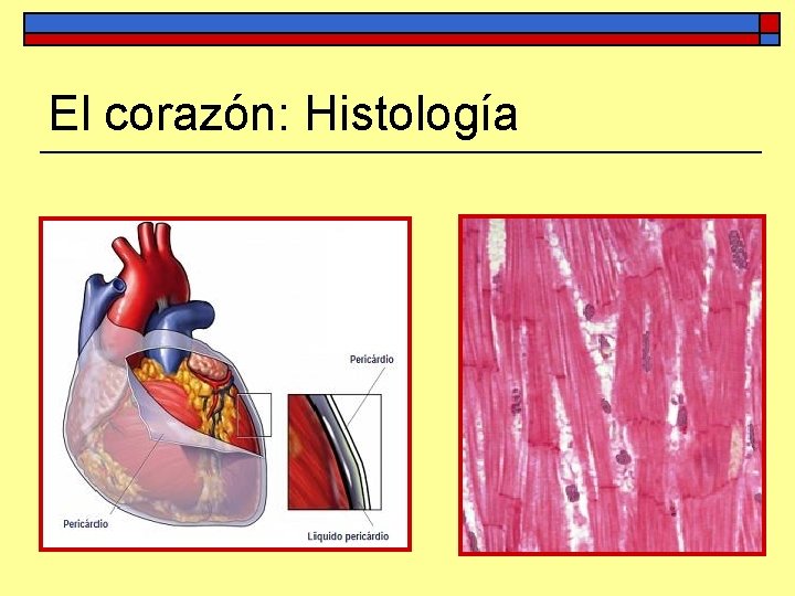 El corazón: Histología 