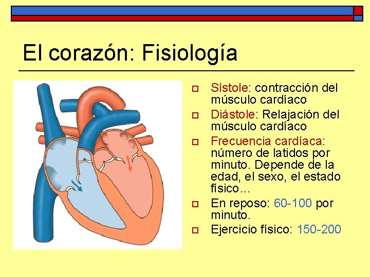 El corazón: Fisiología o o o Sístole: contracción del músculo cardíaco Diástole: Relajación del