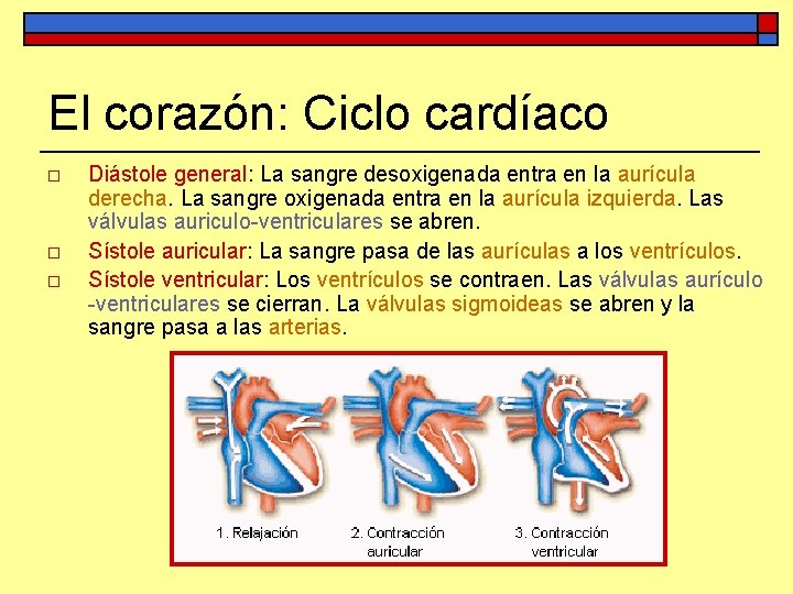 El corazón: Ciclo cardíaco o Diástole general: La sangre desoxigenada entra en la aurícula