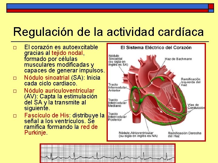 Regulación de la actividad cardíaca o o El corazón es autoexcitable gracias al tejido