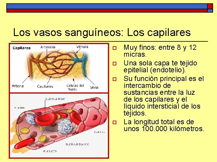 Los vasos sanguíneos: Los capilares o o Muy finos: entre 8 y 12 micras.