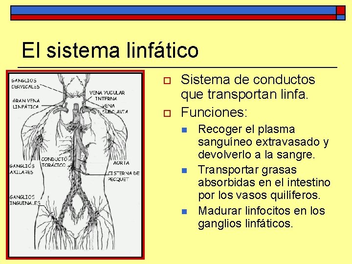 El sistema linfático o o Sistema de conductos que transportan linfa. Funciones: n n