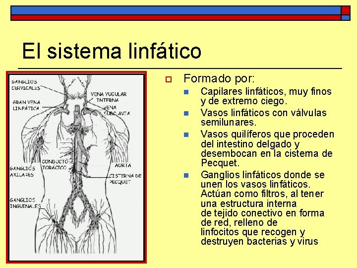 El sistema linfático o Formado por: n n Capilares linfáticos, muy finos y de