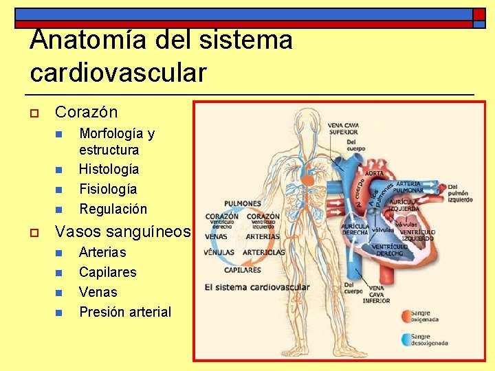 Anatomía del sistema cardiovascular o Corazón n n o Morfología y estructura Histología Fisiología