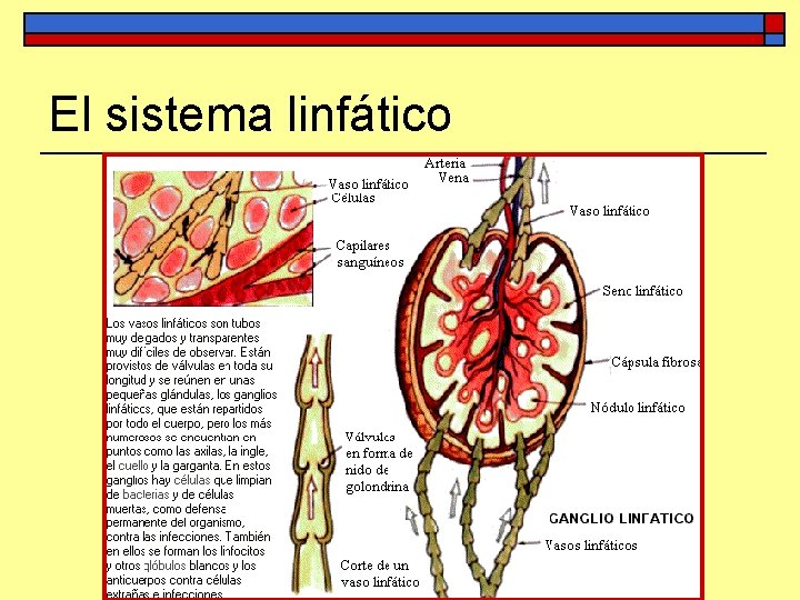 El sistema linfático 