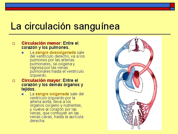 La circulación sanguínea o Circulación menor: Entre el corazón y los pulmones. n o