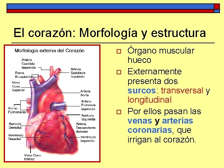 El corazón: Morfología y estructura o o o Órgano muscular hueco Externamente presenta dos