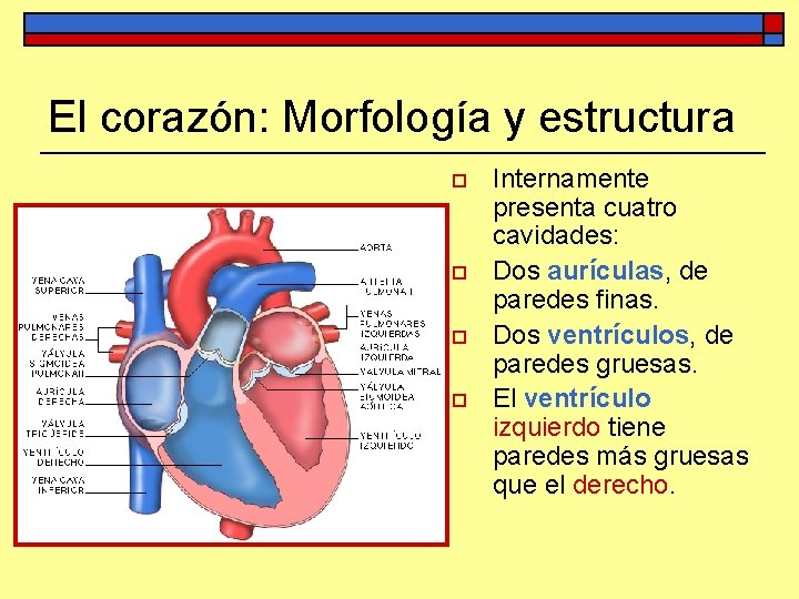 El corazón: Morfología y estructura o o Internamente presenta cuatro cavidades: Dos aurículas, de