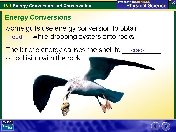 15. 2 Energy Conversion and Conservation Energy Conversions Some gulls use energy conversion to