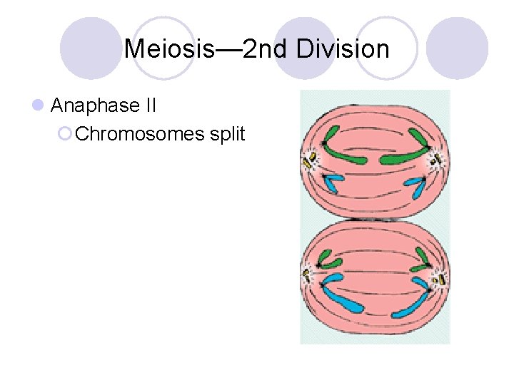 Meiosis— 2 nd Division l Anaphase II ¡Chromosomes split 