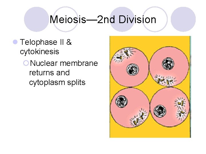 Meiosis— 2 nd Division l Telophase II & cytokinesis ¡Nuclear membrane returns and cytoplasm