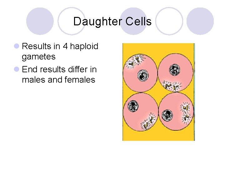 Daughter Cells l Results in 4 haploid gametes l End results differ in males