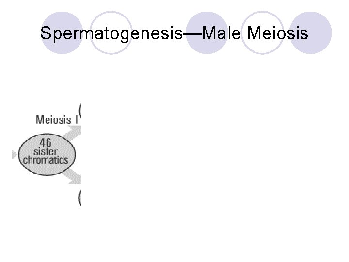 Spermatogenesis—Male Meiosis Spermatogenesis creates 4 haploid sperm from 1 body cell 