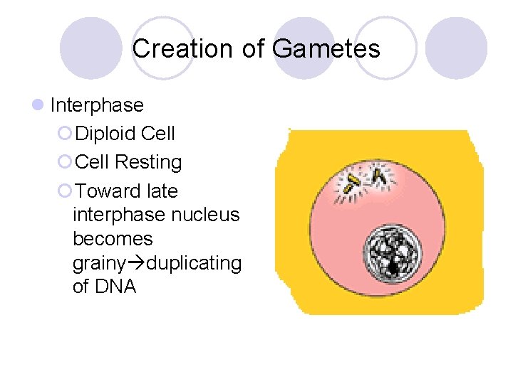 Creation of Gametes l Interphase ¡Diploid Cell ¡Cell Resting ¡Toward late interphase nucleus becomes