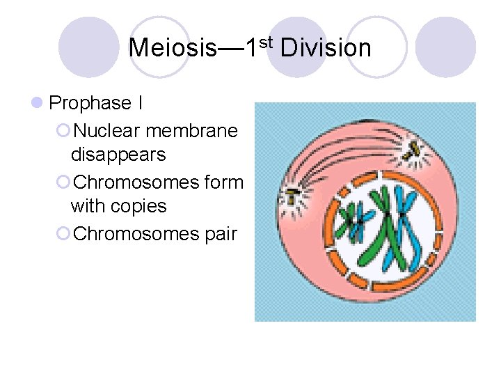Meiosis— 1 st Division l Prophase I ¡Nuclear membrane disappears ¡Chromosomes form with copies