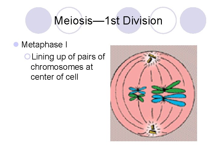 Meiosis— 1 st Division l Metaphase I ¡Lining up of pairs of chromosomes at