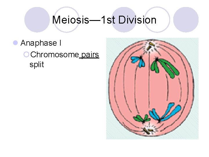 Meiosis— 1 st Division l Anaphase I ¡Chromosome pairs split 