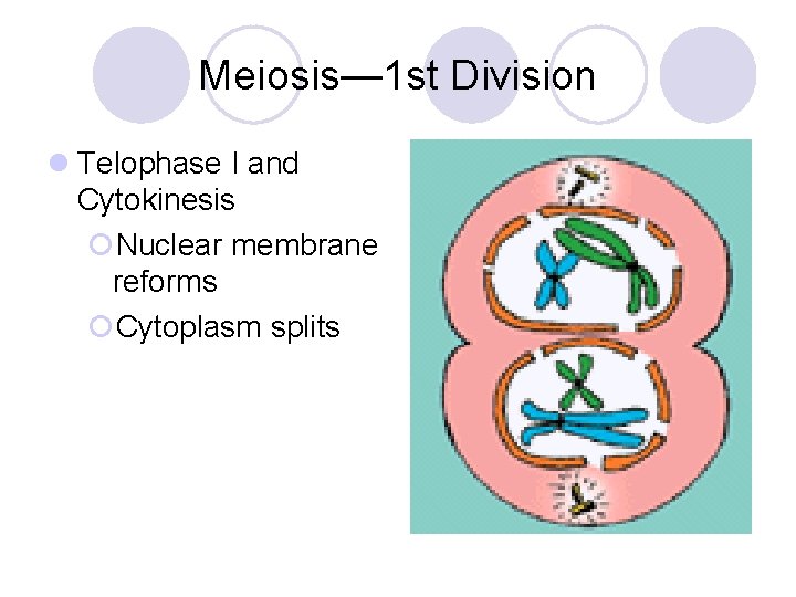 Meiosis— 1 st Division l Telophase I and Cytokinesis ¡Nuclear membrane reforms ¡Cytoplasm splits