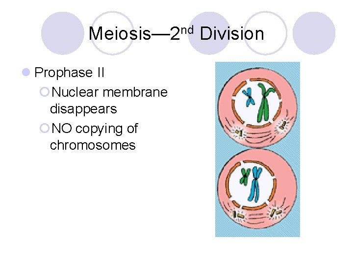 Meiosis— 2 nd Division l Prophase II ¡Nuclear membrane disappears ¡NO copying of chromosomes