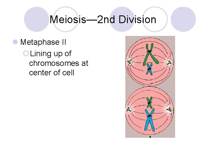 Meiosis— 2 nd Division l Metaphase II ¡Lining up of chromosomes at center of