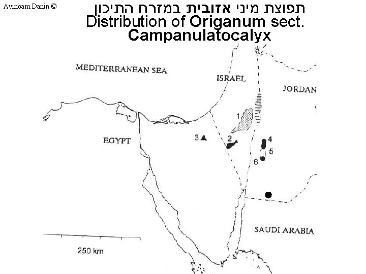 Avinoam Danin © תפוצת מיני אזובית במזרח התיכון Distribution of Origanum sect. Campanulatocalyx 