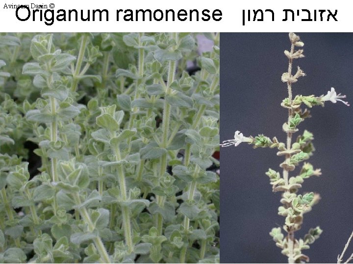 Origanum ramonense אזובית רמון Avinoam Danin © 