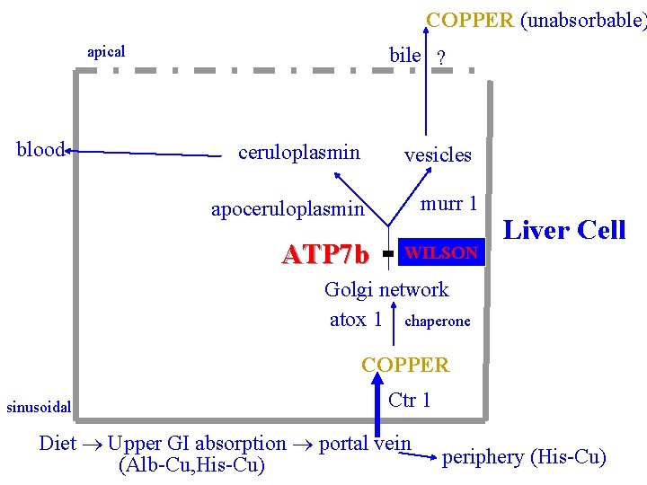 COPPER (unabsorbable) apical blood bile ? ceruloplasmin vesicles apoceruloplasmin murr 1 ATP 7 b