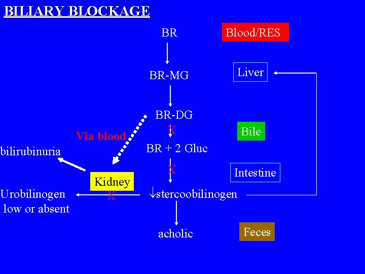 BILIARY BLOCKAGE Via blood bilirubinuria Urobilinogen low or absent Kidney X BR Blood/RES BR-MG