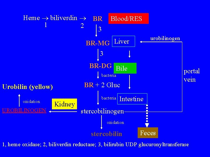 Heme biliverdin BR 1 2 3 Blood/RES urobilinogen BR-MG Liver 3 BR-DG Bile portal