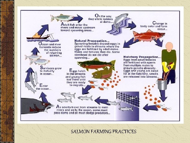 SALMON FARMING PRACTICES 