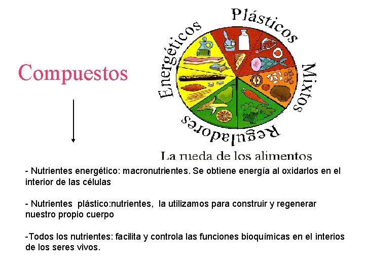 Compuestos - Nutrientes energético: macronutrientes. Se obtiene energía al oxidarlos en el interior de