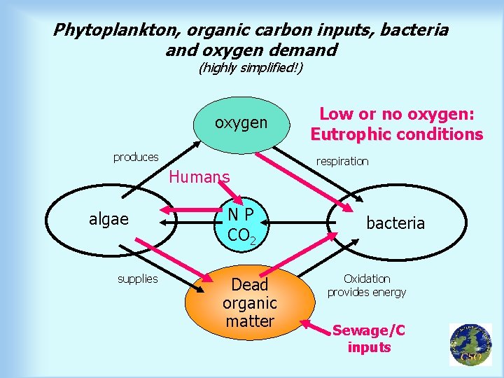 Phytoplankton, organic carbon inputs, bacteria and oxygen demand (highly simplified!) oxygen produces Humans algae