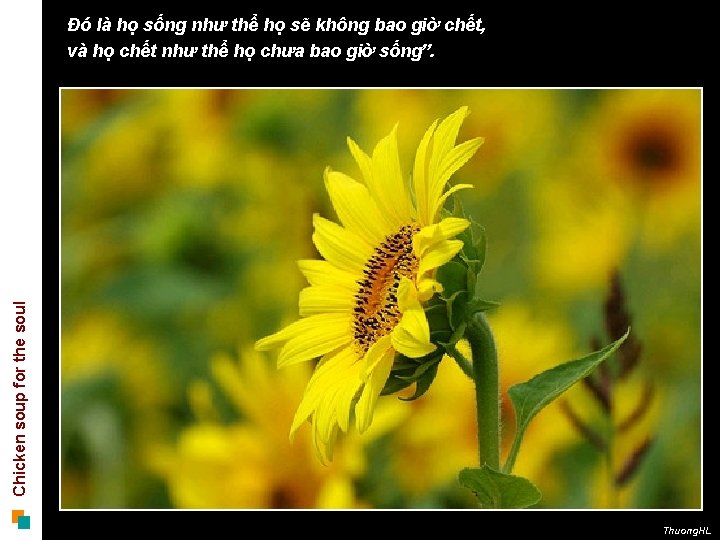 Chicken soup for the soul Đó là họ sống như thể họ sẽ không Chicken soup for the soul Đó là họ sống như thể họ sẽ không