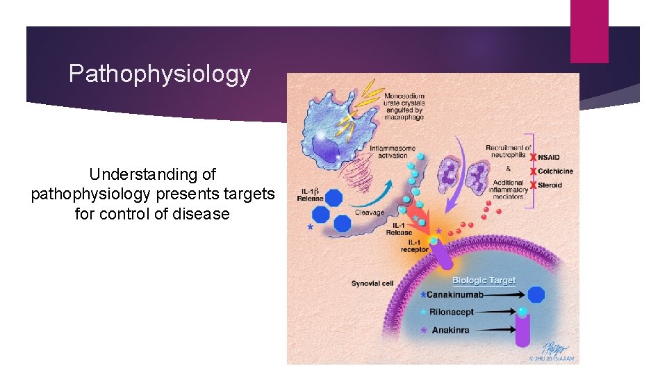 Pathophysiology Understanding of pathophysiology presents targets for control of disease 