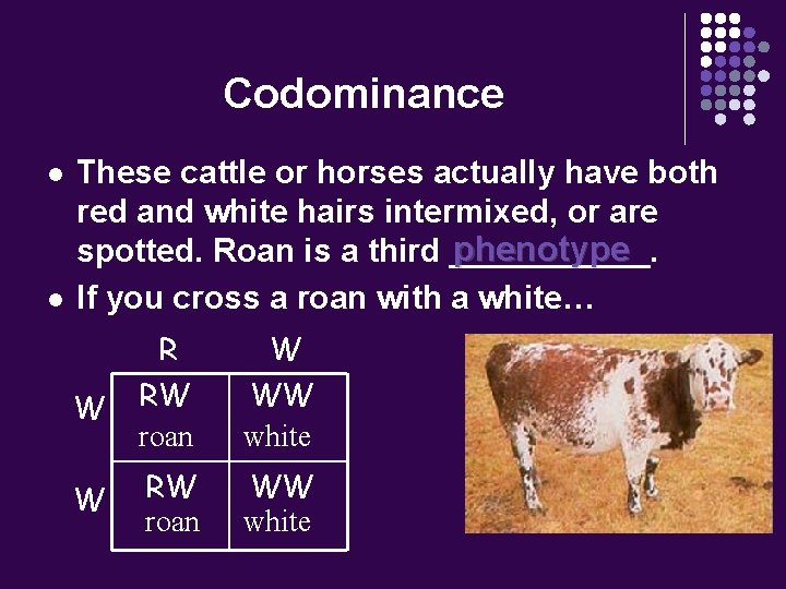 Codominance l l These cattle or horses actually have both red and white hairs