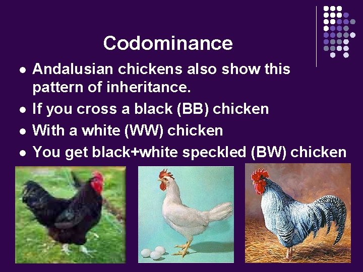 Codominance l l Andalusian chickens also show this pattern of inheritance. If you cross