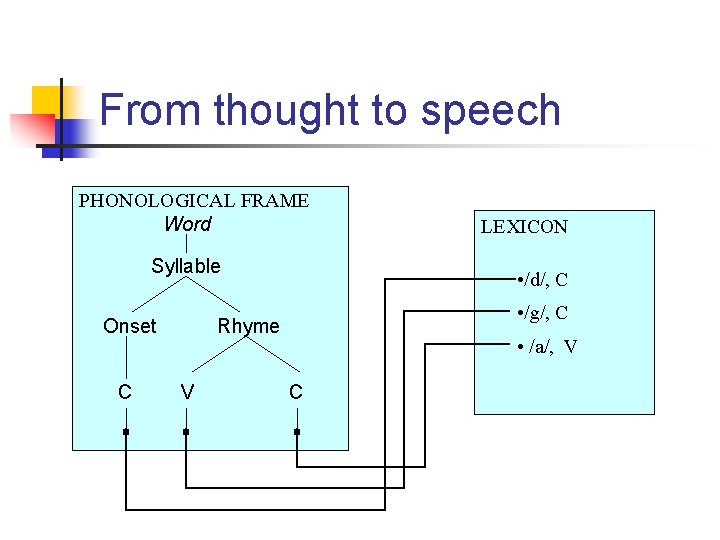 From thought to speech PHONOLOGICAL FRAME Word Syllable Onset C • /d/, C •