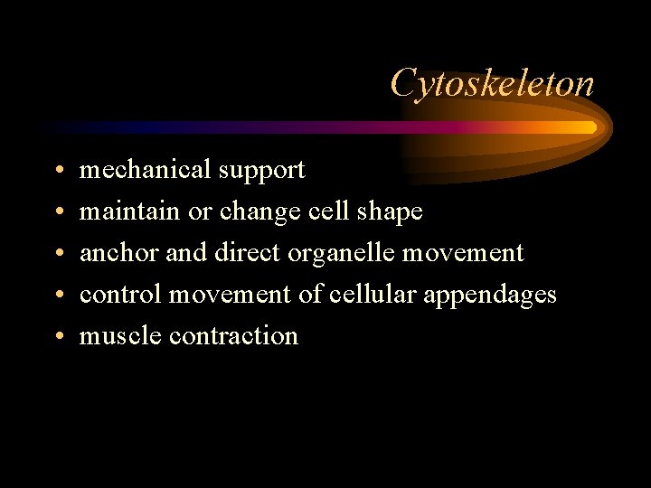 Cytoskeleton • • • mechanical support maintain or change cell shape anchor and direct