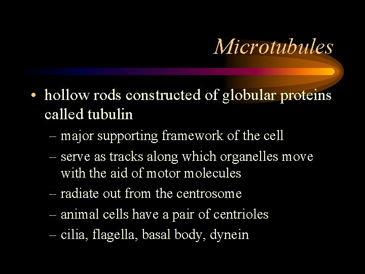 Microtubules • hollow rods constructed of globular proteins called tubulin – major supporting framework