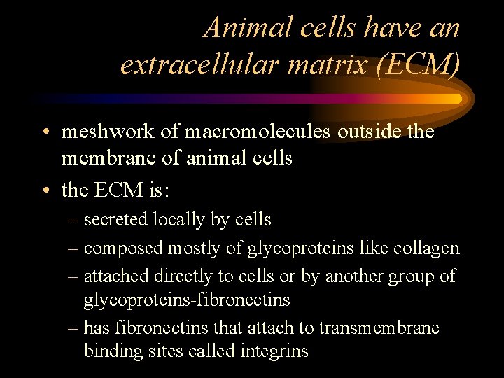 Animal cells have an extracellular matrix (ECM) • meshwork of macromolecules outside the membrane
