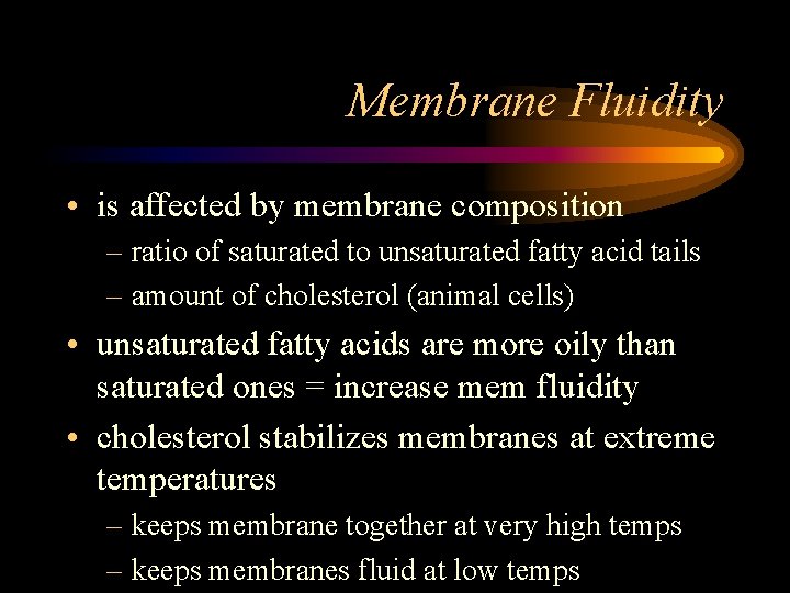 Membrane Fluidity • is affected by membrane composition – ratio of saturated to unsaturated