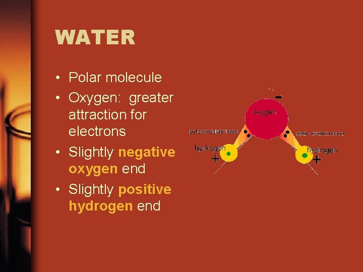 WATER • Polar molecule • Oxygen: greater attraction for electrons • Slightly negative oxygen