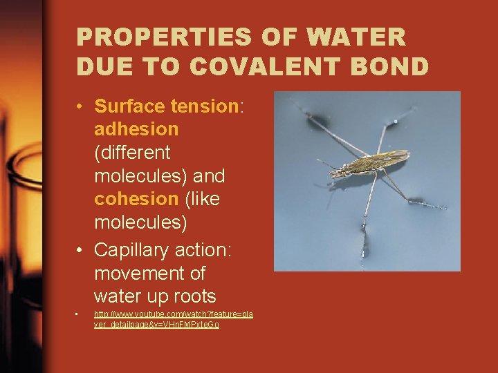 PROPERTIES OF WATER DUE TO COVALENT BOND • Surface tension: adhesion (different molecules) and