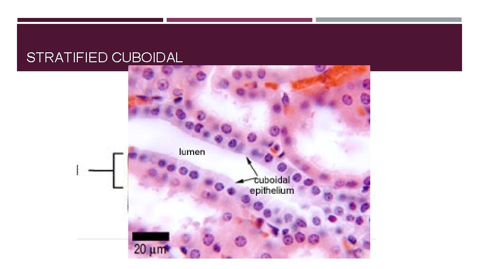TISSUES AMANDA HARRISON 2017 AIMS Describe the structure