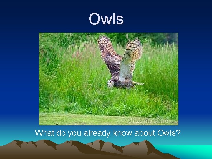 Owls What do you already know about Owls? 