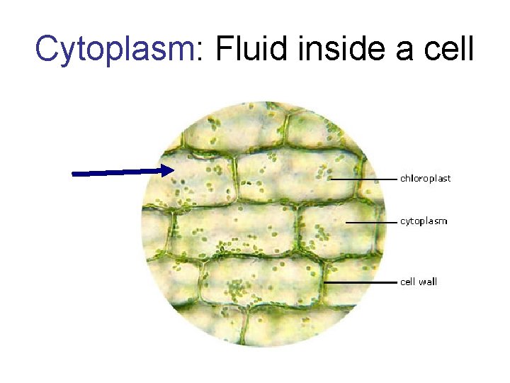 Cytoplasm: Fluid inside a cell 