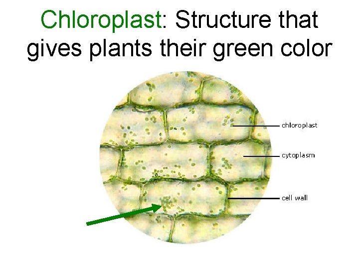 Chloroplast: Structure that gives plants their green color 