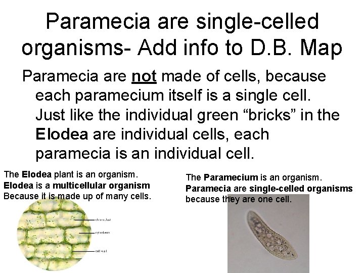 Paramecia are single-celled organisms- Add info to D. B. Map Paramecia are not made