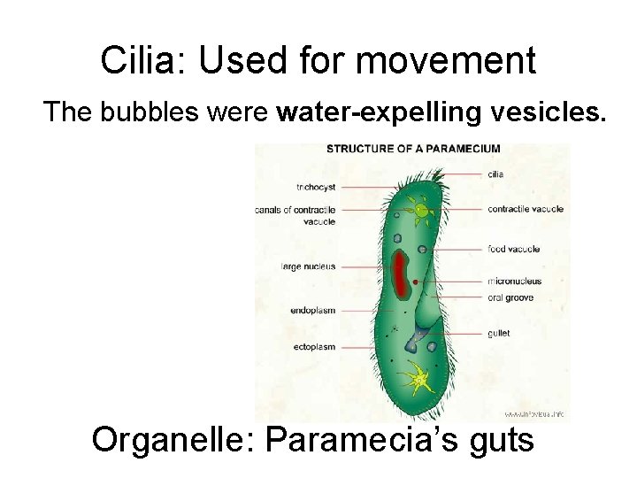 Cilia: Used for movement The bubbles were water-expelling vesicles. Organelle: Paramecia’s guts 